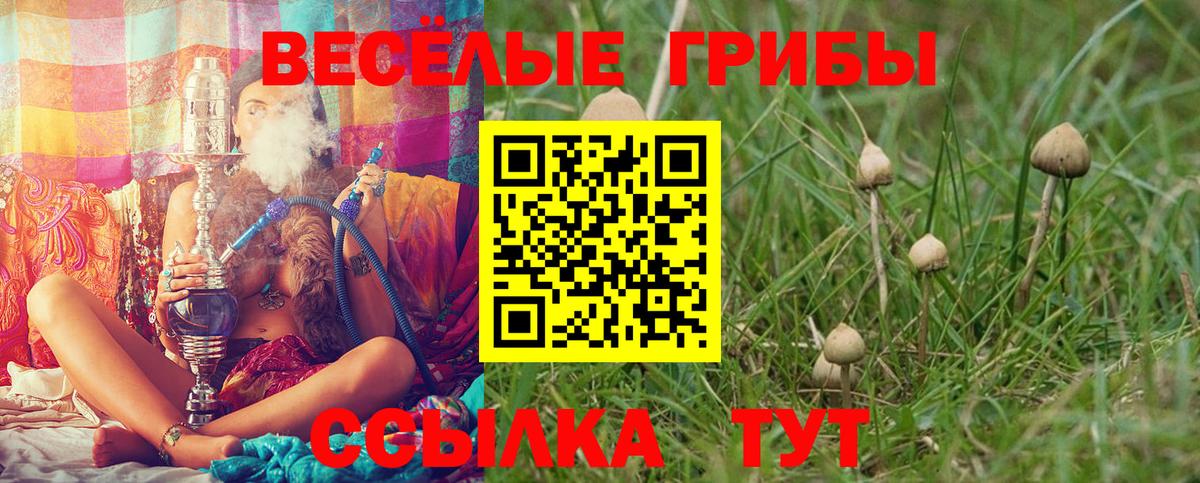 Галлюциногенные грибы Psilocybe Новотроицк